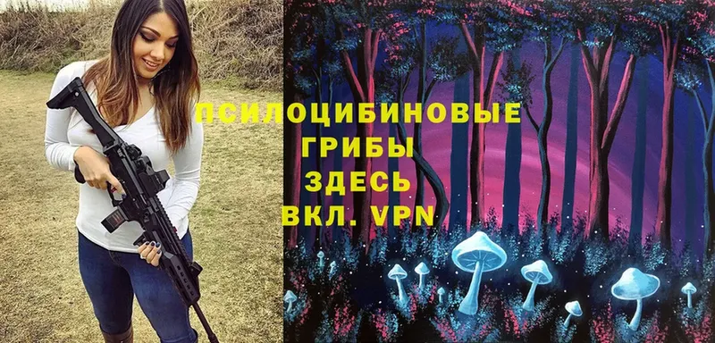 Галлюциногенные грибы Psilocybe Стрежевой